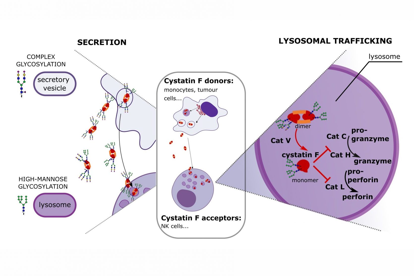 Glikozilacijski profili cistatina F spremenijo citotoksični potencial NK celic