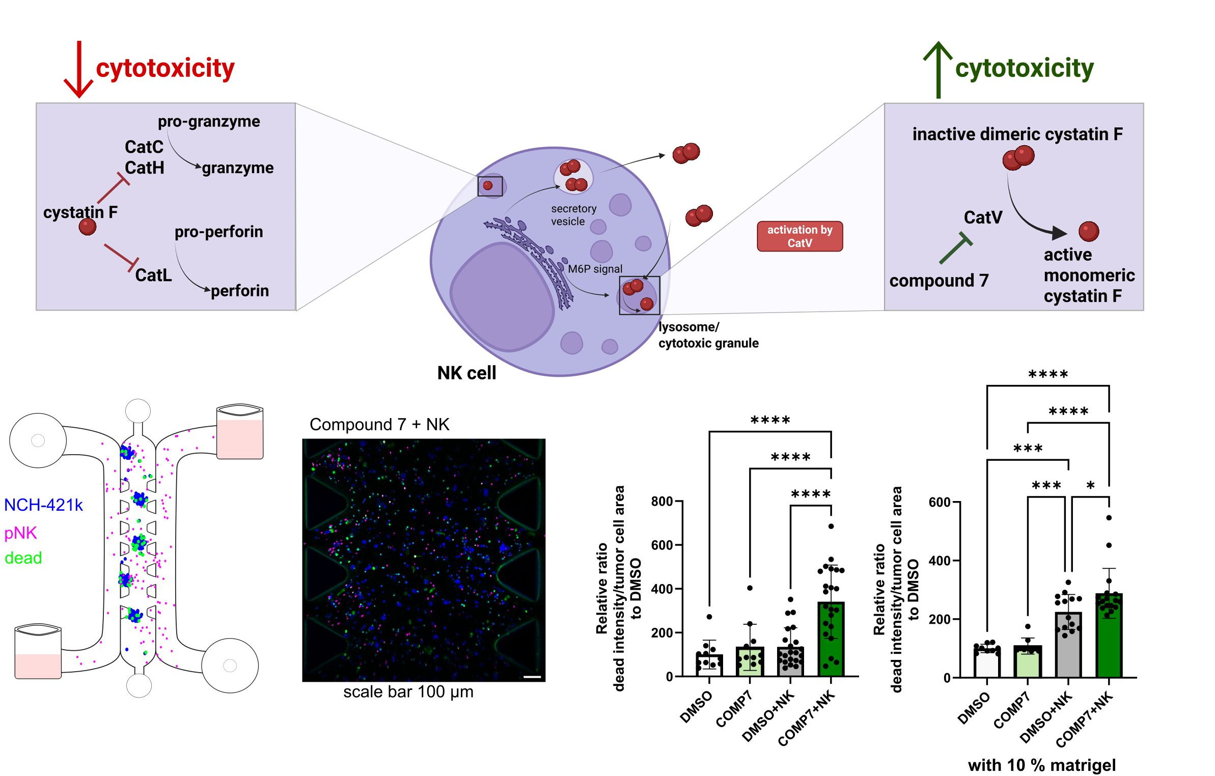 Targeting cystatin F activation enhances NK cell cytotoxicity in glioblastoma models
